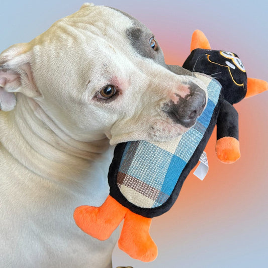 Gato chirriador escoses